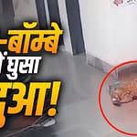 IIT-बॉम्बे कैंपस में घुसा तेंदुआ, CCTV में कैद हुआ कुत्ते पर हमले का खौफनाक मंजर