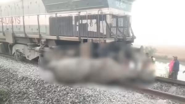 असम में बड़ा ट्रेन हादसा! राजधानी एक्सप्रेस से कटे 8 हाथी, 5 डिब्बे पटरी से उतरे